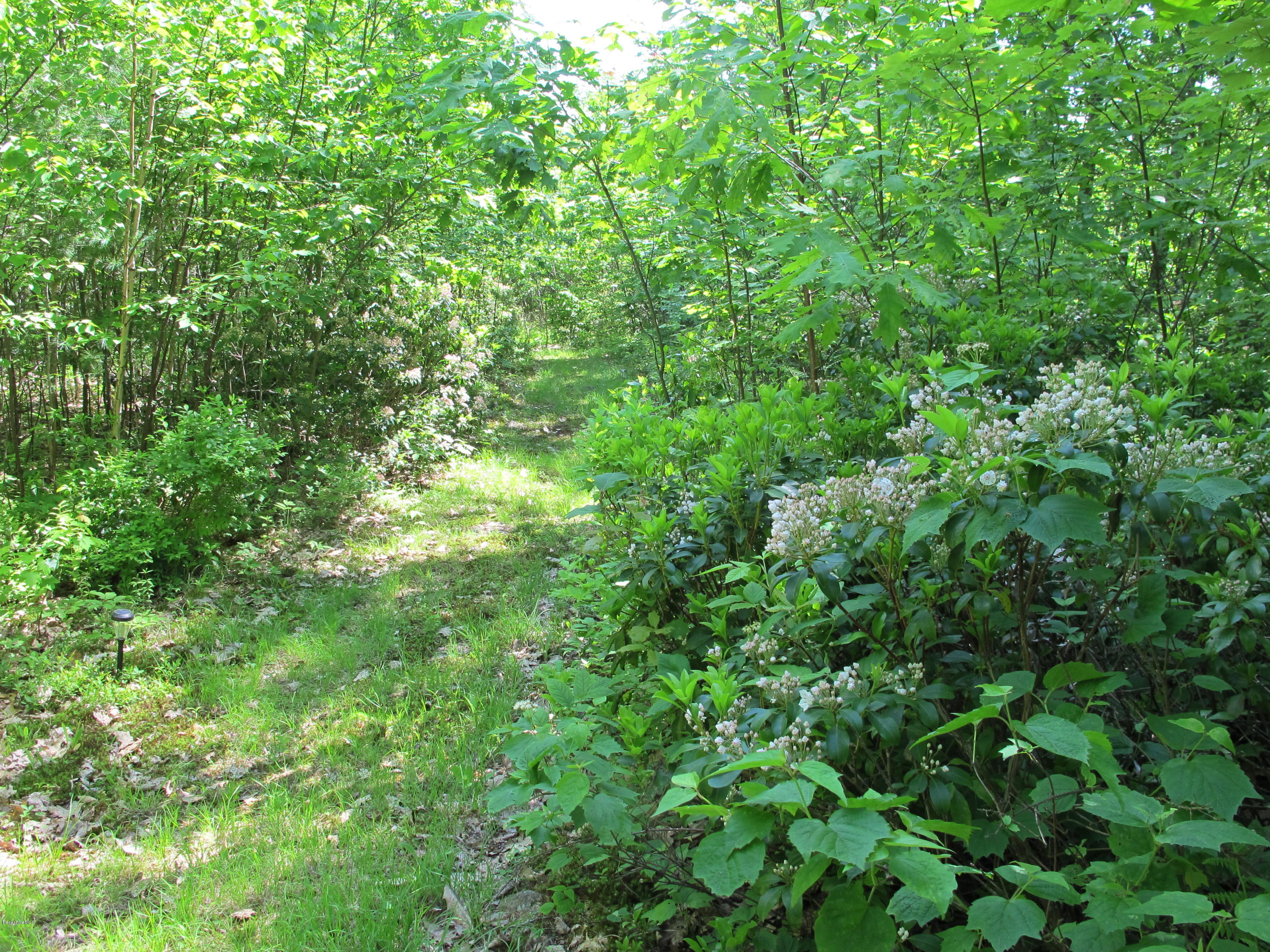 4 Stonebridge Way Tyringham, MA 01264 - Photo 39 of 40 a view of a lush green forest