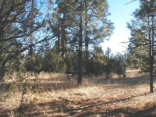 165 C Christmas Pine Road Overgaard, AZ 85933 - Photo 1 of 7