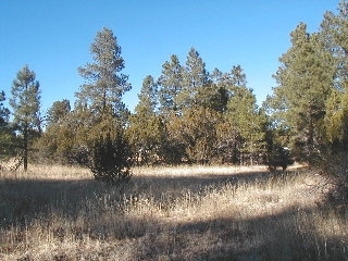 165 C Christmas Pine Road Overgaard, AZ 85933 - Photo 2 of 7