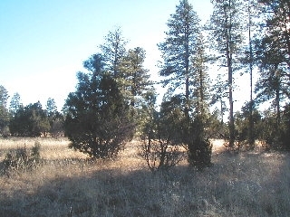 165 C Christmas Pine Road Overgaard, AZ 85933 - Photo 3 of 7