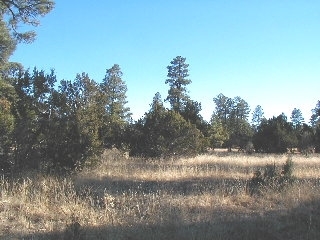 165 C Christmas Pine Road Overgaard, AZ 85933 - Photo 4 of 7