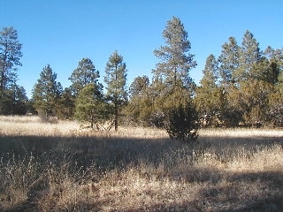 165 C Christmas Pine Road Overgaard, AZ 85933 - Photo 5 of 7