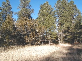 165 C Christmas Pine Road Overgaard, AZ 85933 - Photo 6 of 7