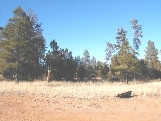 165 C Christmas Pine Road Overgaard, AZ 85933 - Photo 7 of 7