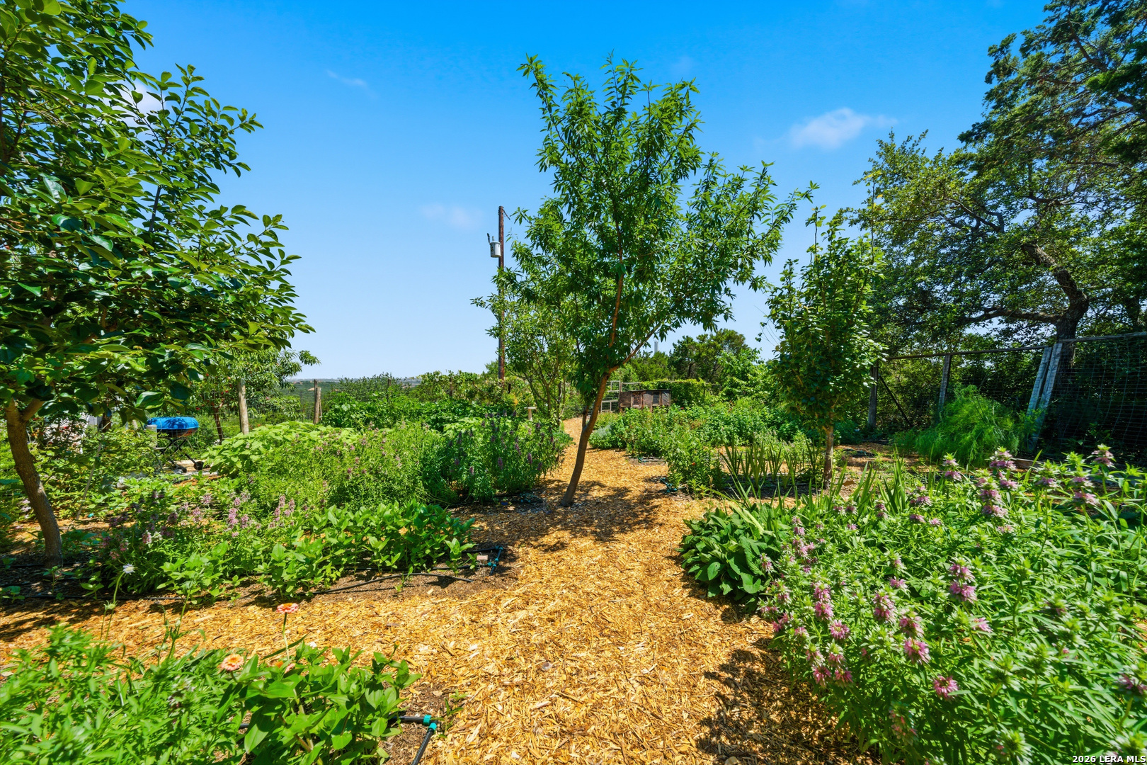 10042 Rafter S Trail Helotes, TX 78023 - Photo 52 of 69 a pathway of a yard with plants and large trees