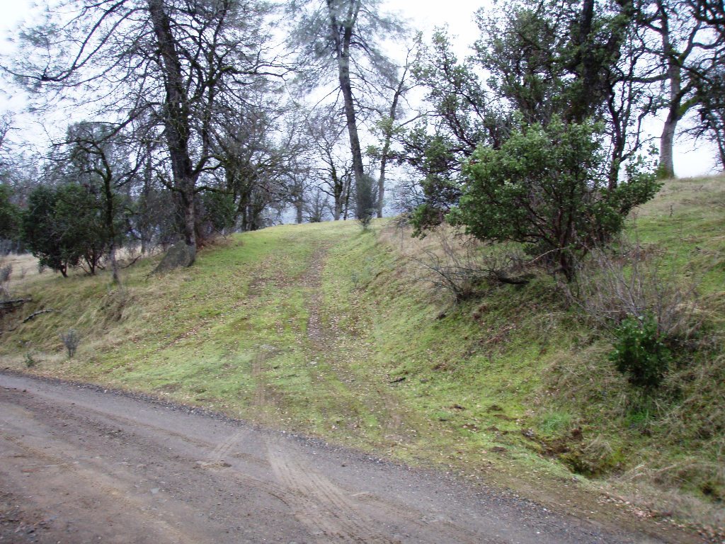 56 Gogo Road Igo, CA 96047 - Photo 3 of 16 a view of a yard with large trees