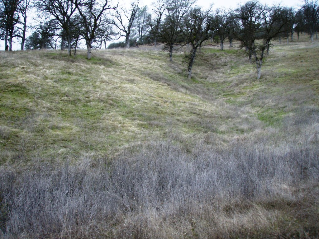 56 Gogo Road Igo, CA 96047 - Photo 7 of 16 a view of a yard with a tree