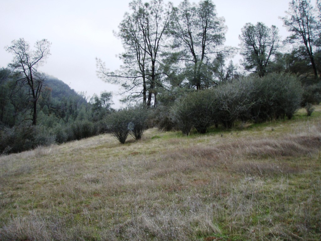 56 Gogo Road Igo, CA 96047 - Photo 8 of 16 a view of a dry yard with trees