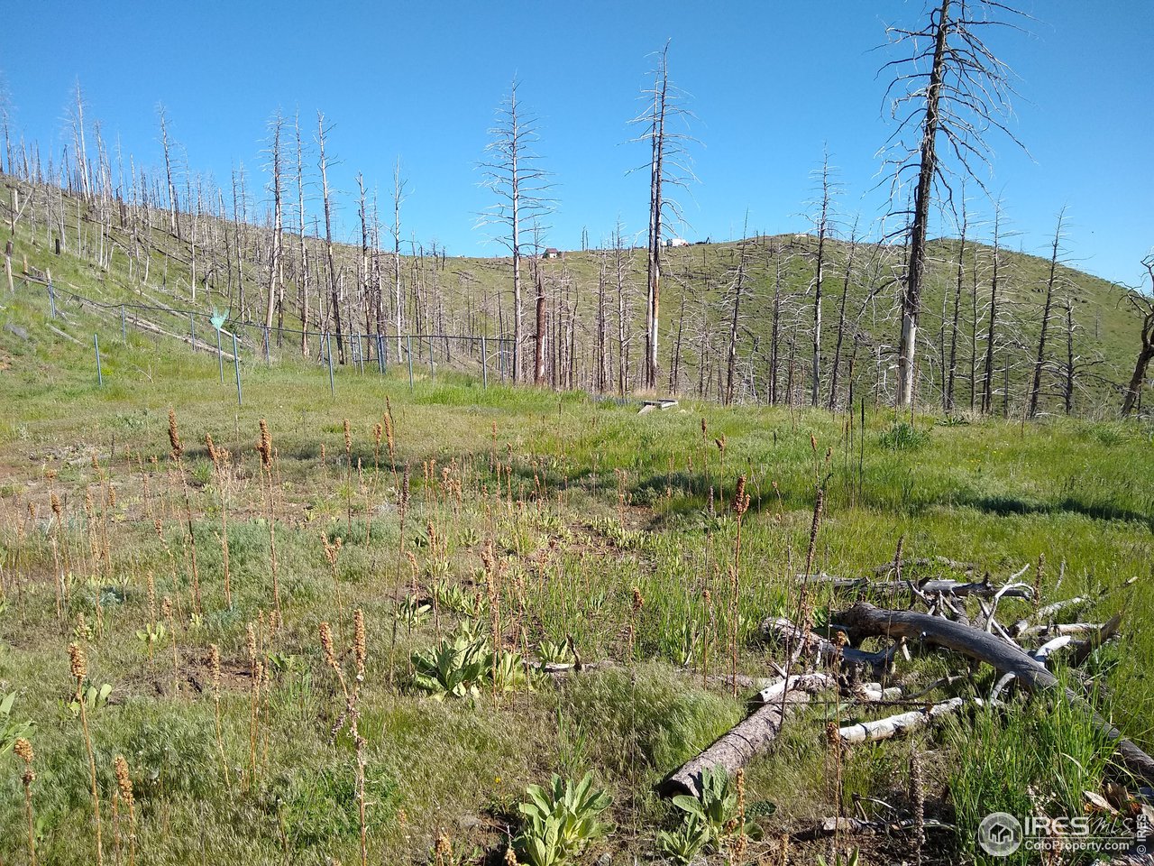 1600 Whale Rock Road Bellvue, CO 80512 - Photo 15 of 26