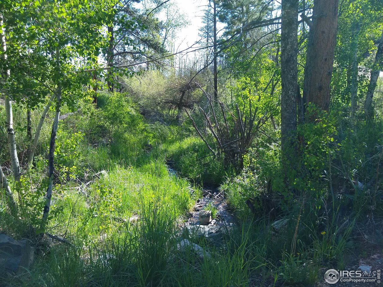 1600 Whale Rock Road Bellvue, CO 80512 - Photo 3 of 26 Spring in the Hallow