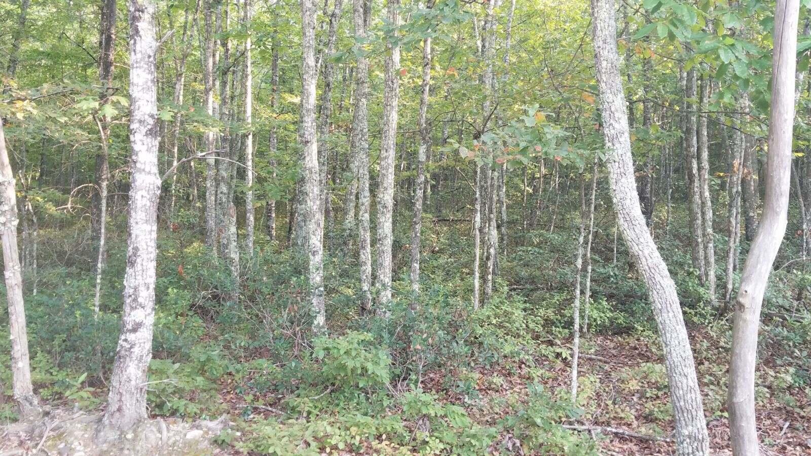 0 Galax Road New Castle, VA 24127 - Photo 6 of 6 Resized952021091295170754952572