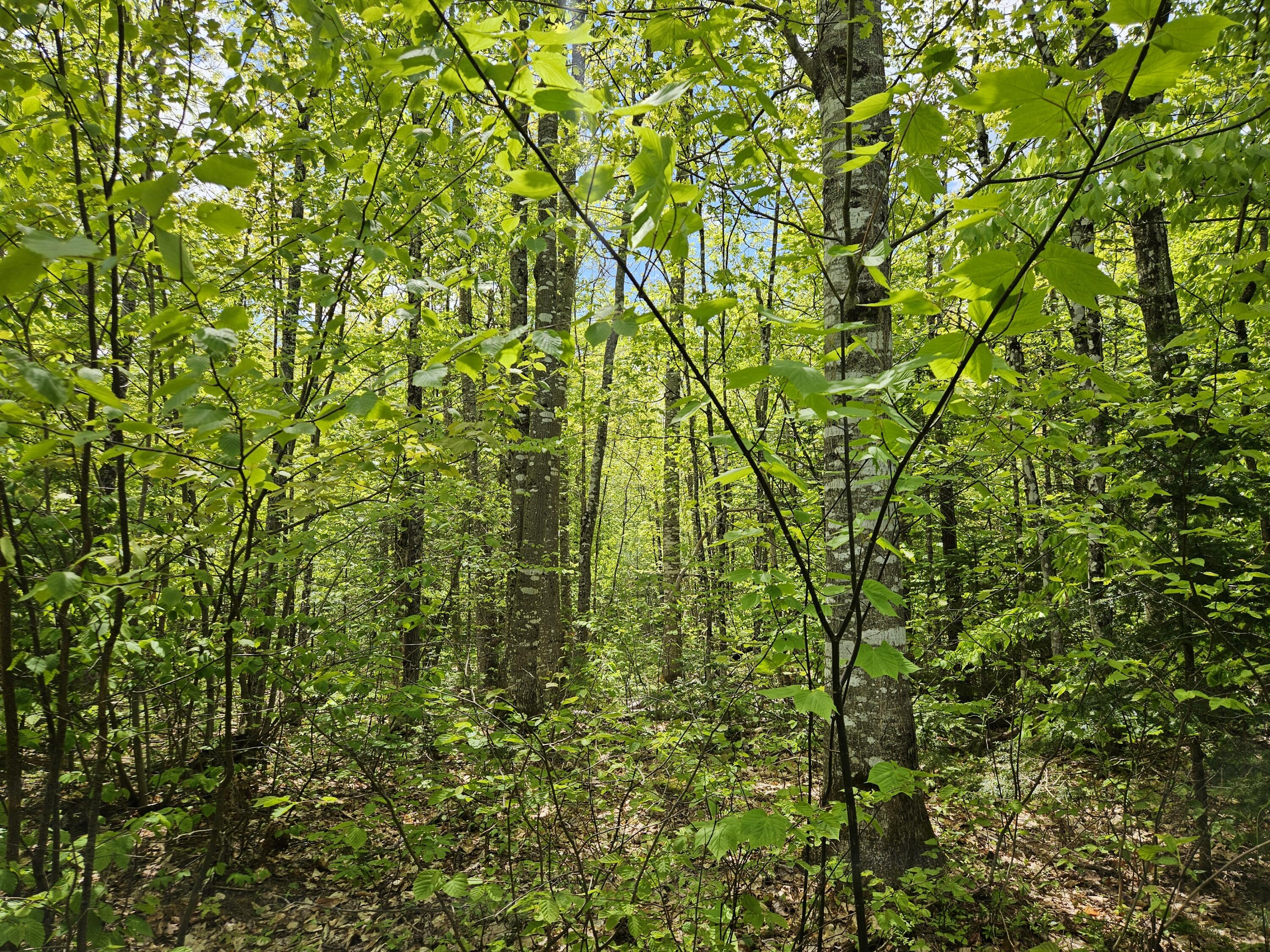 2 Mud Pond Road Madrid Township, ME 04966 - Photo 28 of 42 Madrid Lot
