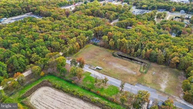 a view of a yard with plants and large trees