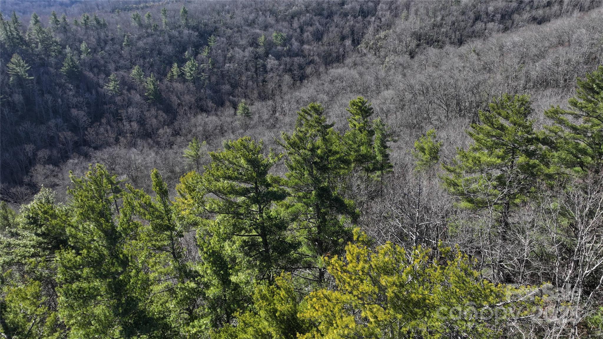 Tbd Mountain Stream Road Spruce Pine, NC 28777 - Photo 3 of 21 a view of a large yard with lots of bushes
