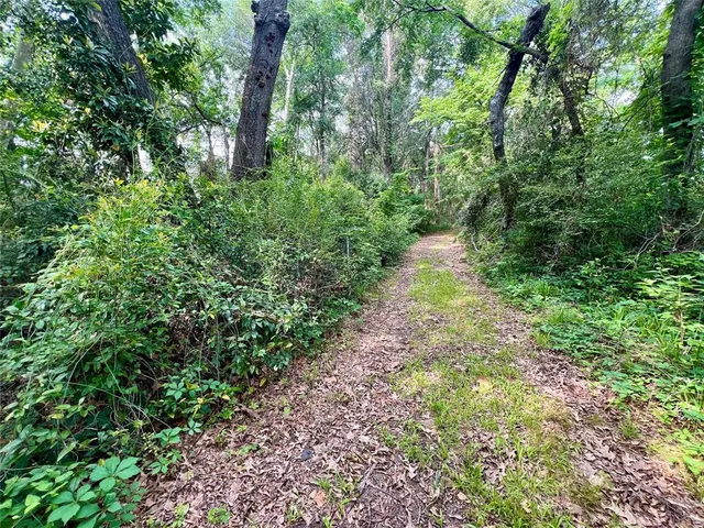 a view of a yard with plants and large trees