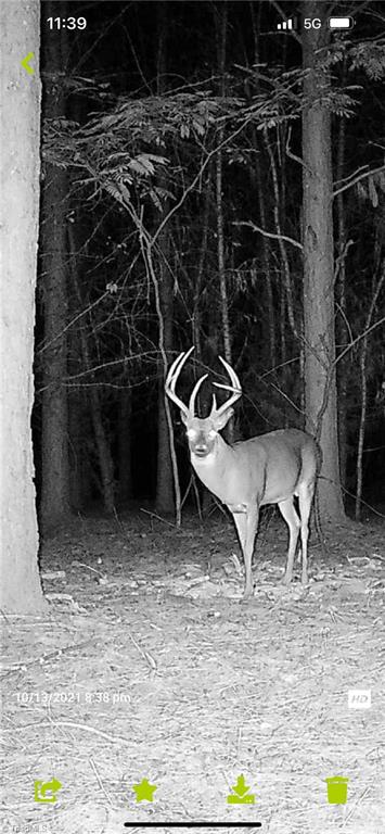 0 Middleton Loop Pine Hall, NC 27042 - Photo 43 of 50 Gallery Image 43