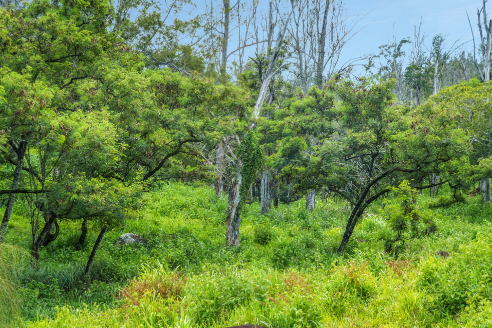 55-199 Hoea Road Hawi, HI 96719 - Photo 12 of 19