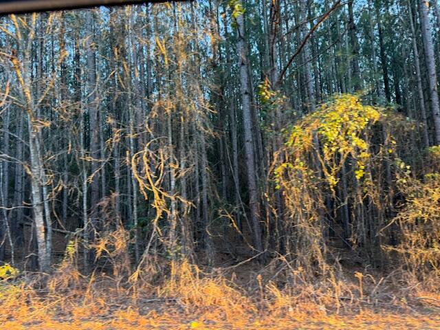 1398 Mauldin Road Mitchell, GA 30820 - Photo 6 of 37 IMG_6691