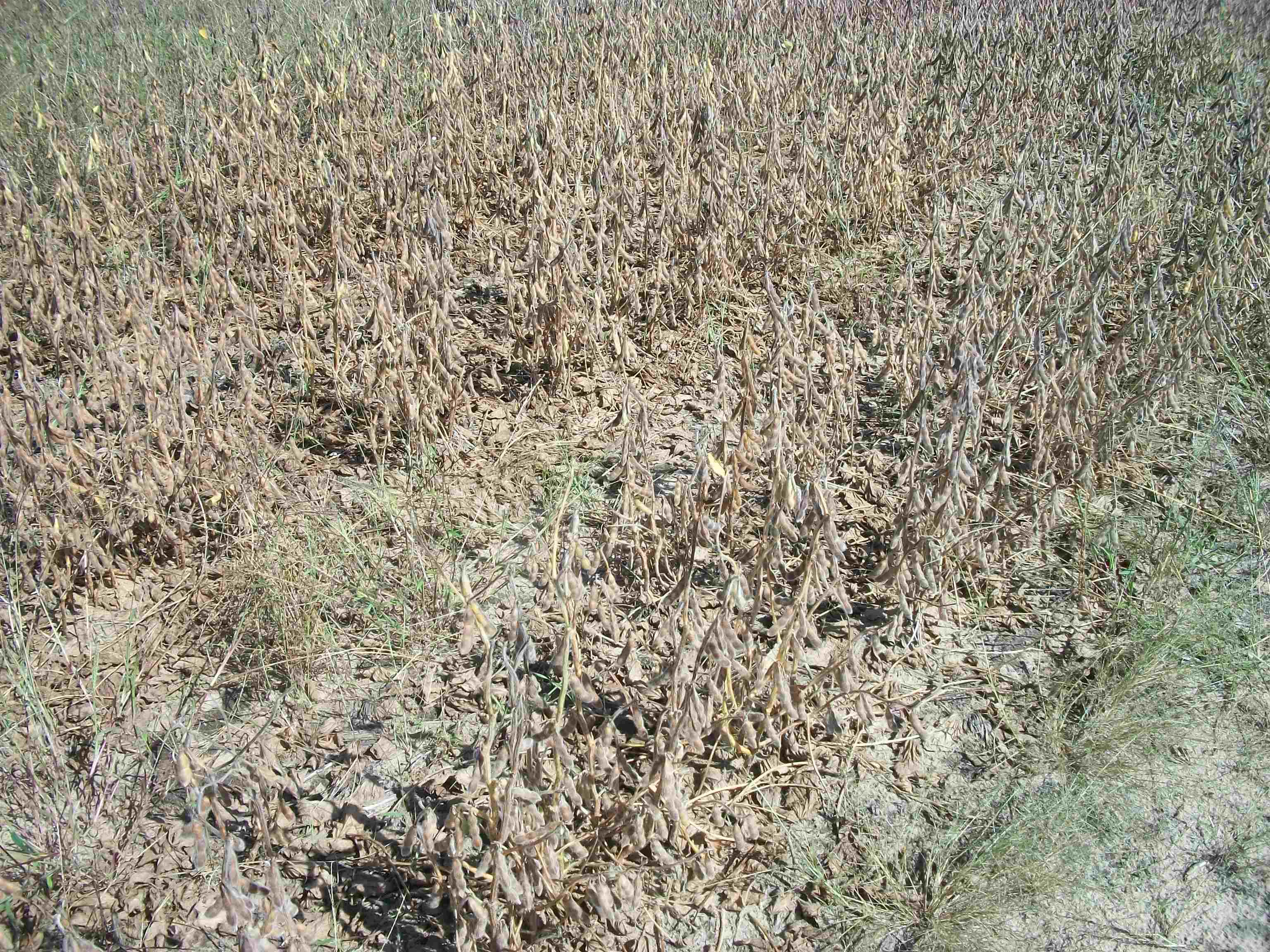 38-acres 18th Street Necedah, WI 54646 - Photo 16 of 22