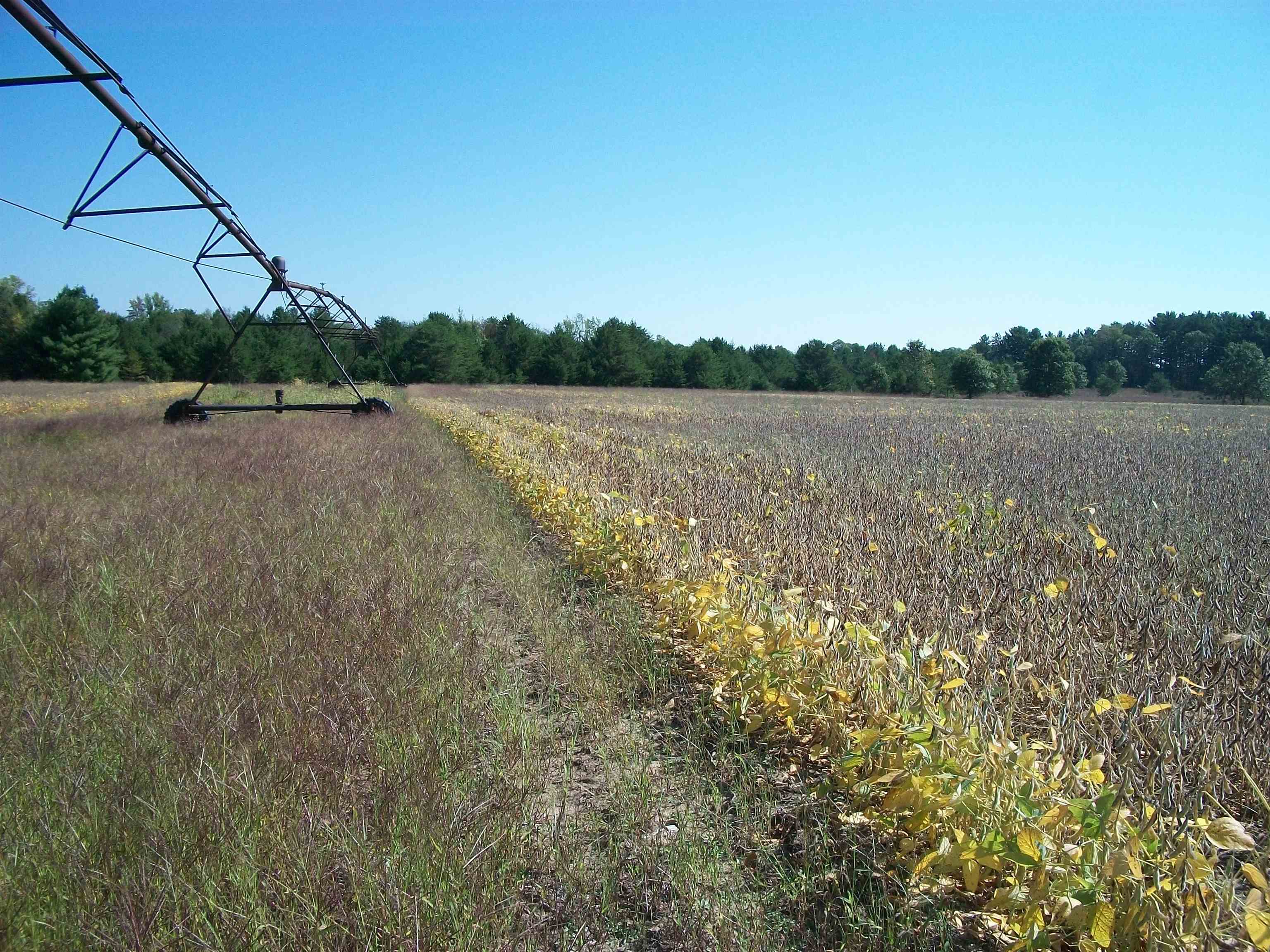 38-acres 18th Street Necedah, WI 54646 - Photo 4 of 22