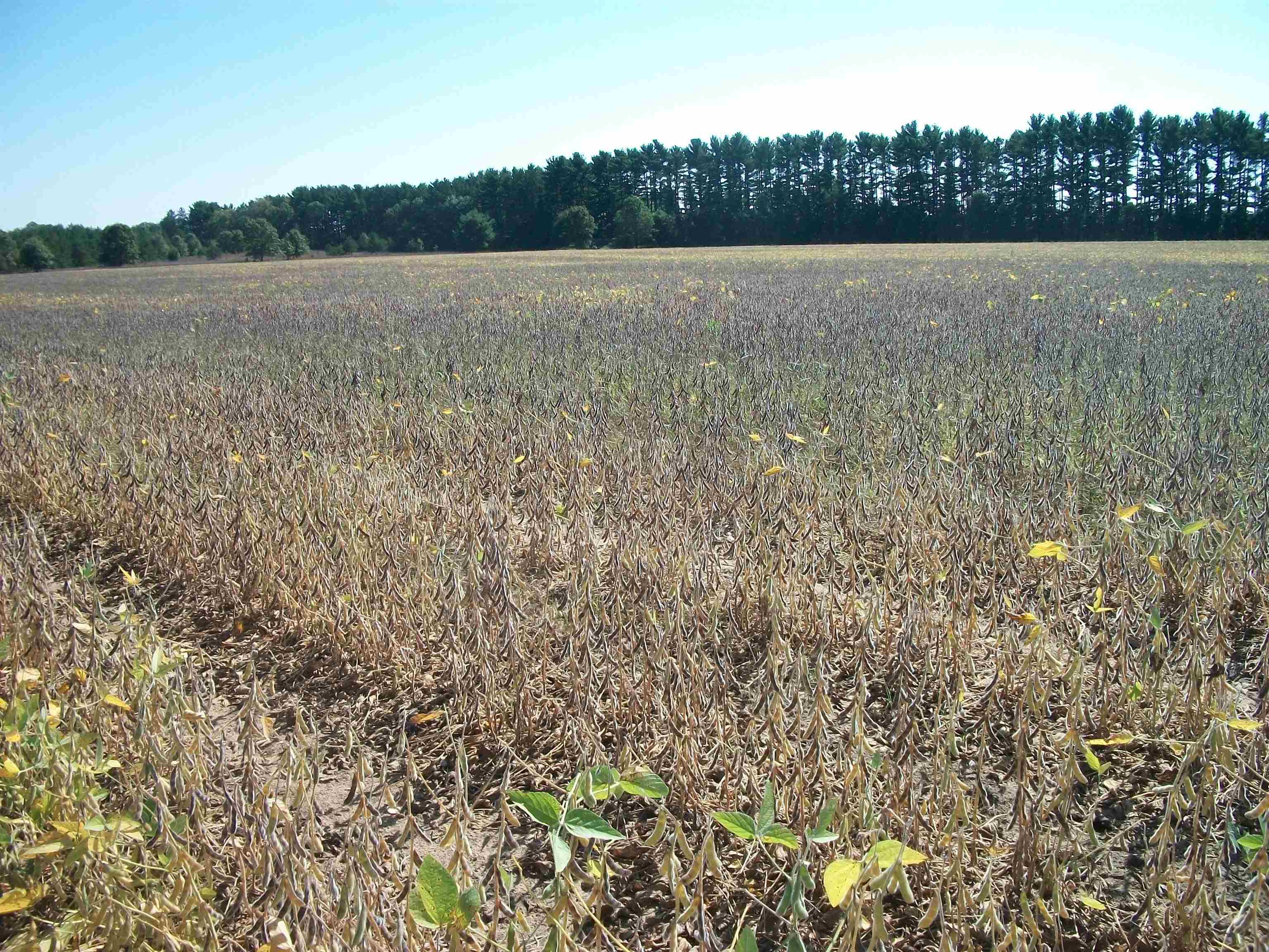 38-acres 18th Street Necedah, WI 54646 - Photo 10 of 22