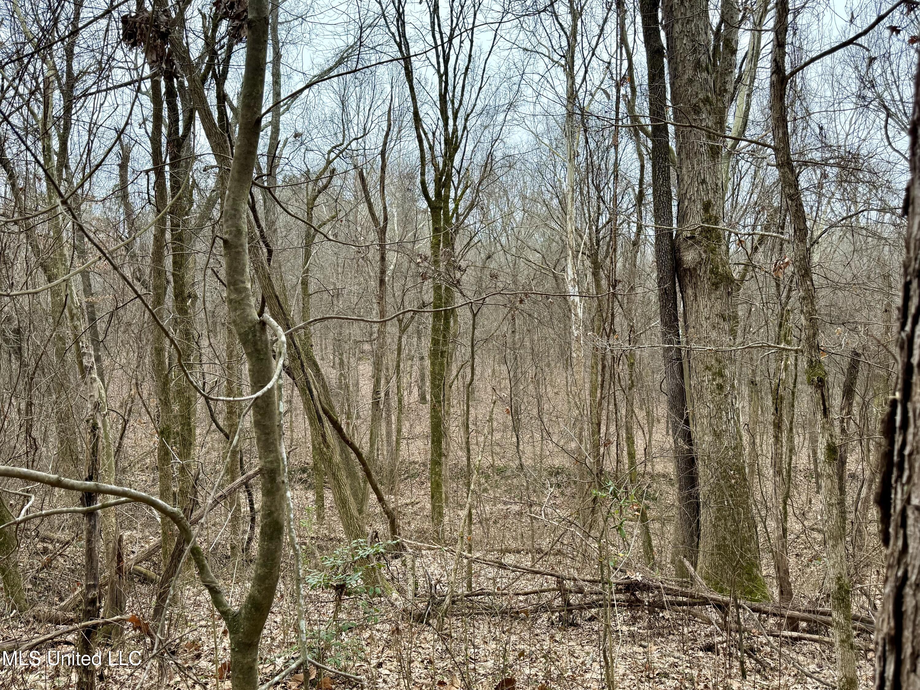 Laws Hill Road Holly Springs, MS 38635 - Photo 13 of 24 IMG_0355