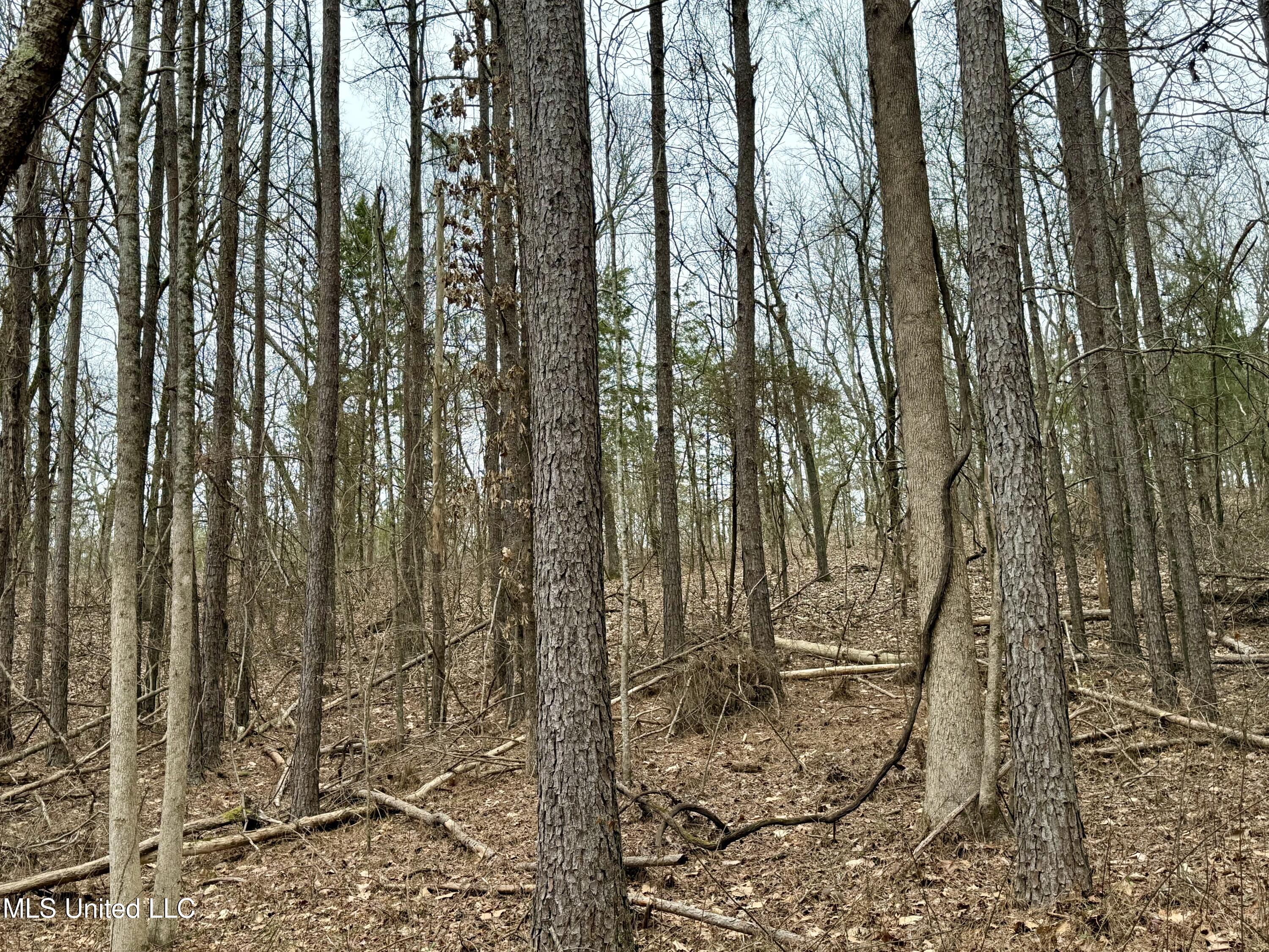 Laws Hill Road Holly Springs, MS 38635 - Photo 14 of 24 IMG_0363
