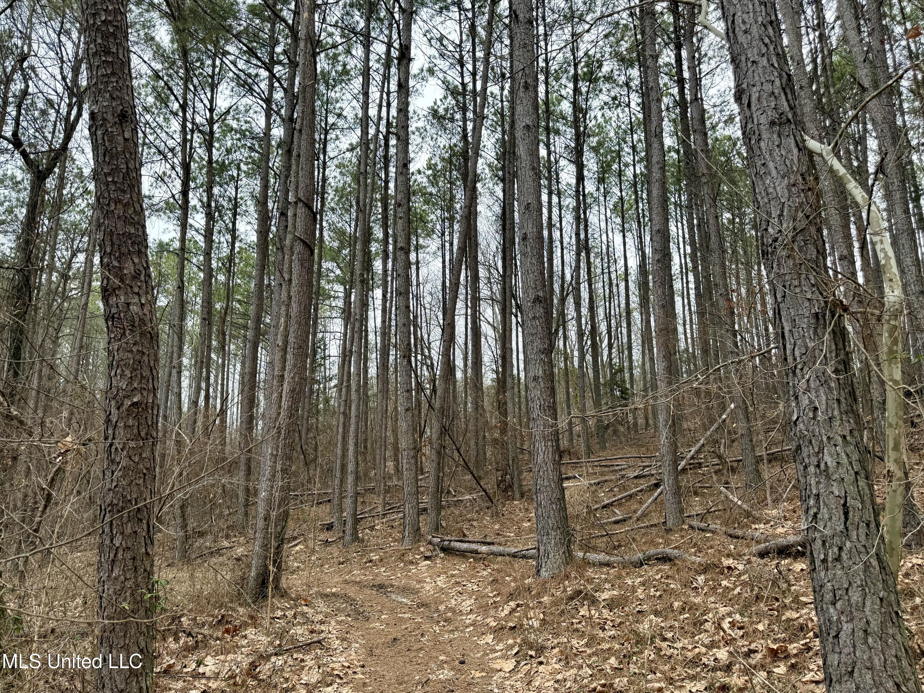 Laws Hill Road Holly Springs, MS 38635 - Photo 15 of 24 IMG_0357