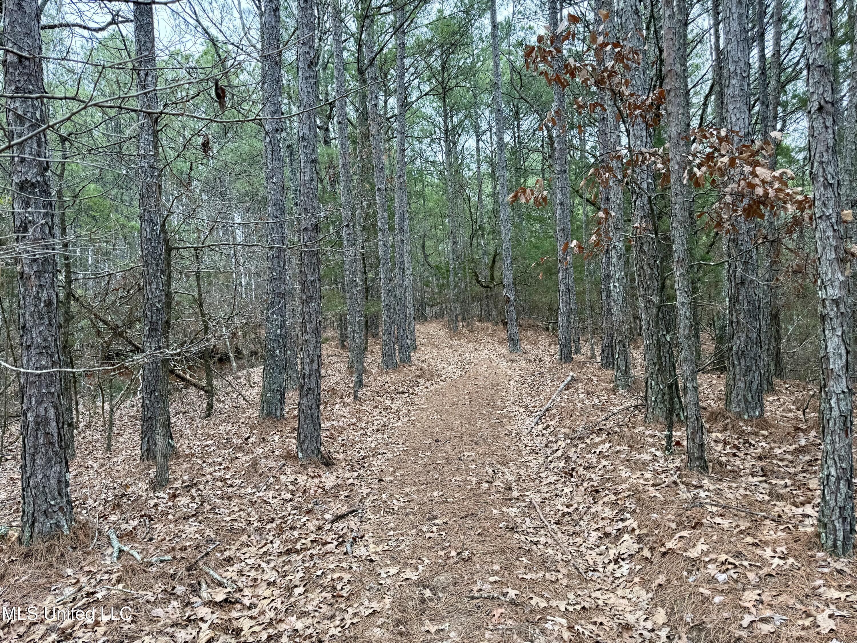 Laws Hill Road Holly Springs, MS 38635 - Photo 19 of 24 IMG_0380