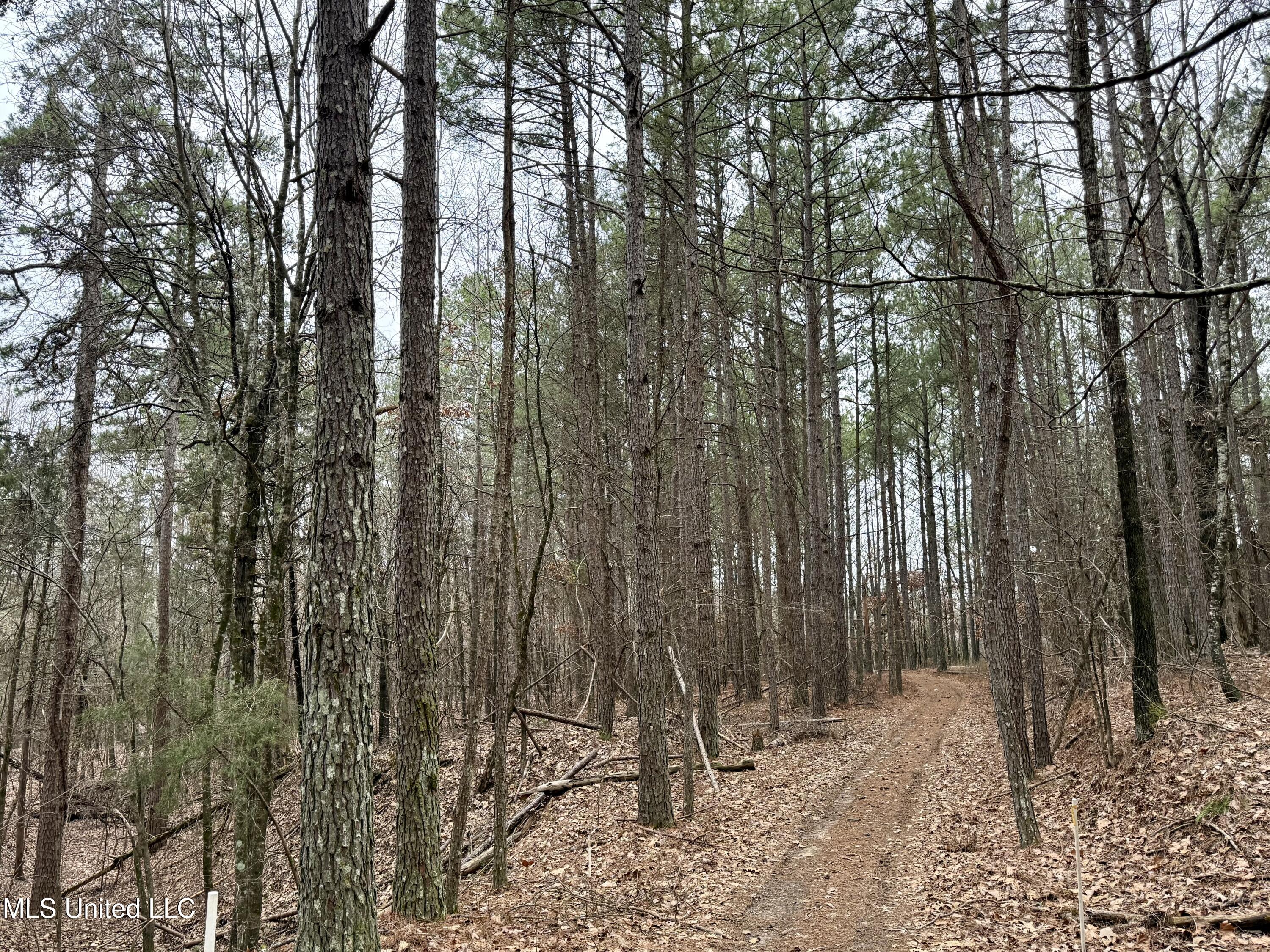 Laws Hill Road Holly Springs, MS 38635 - Photo 21 of 24 IMG_0348