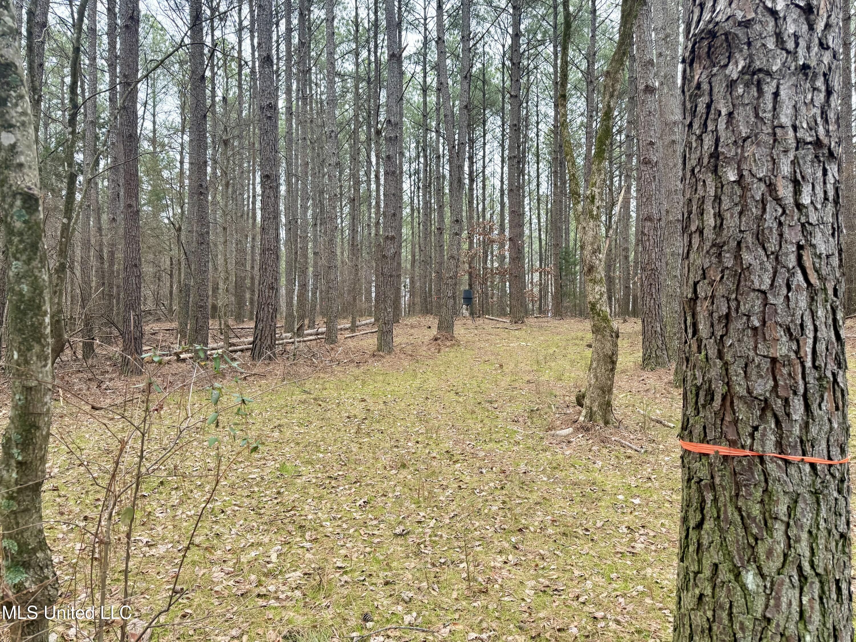 Laws Hill Road Holly Springs, MS 38635 - Photo 7 of 24 IMG_0384