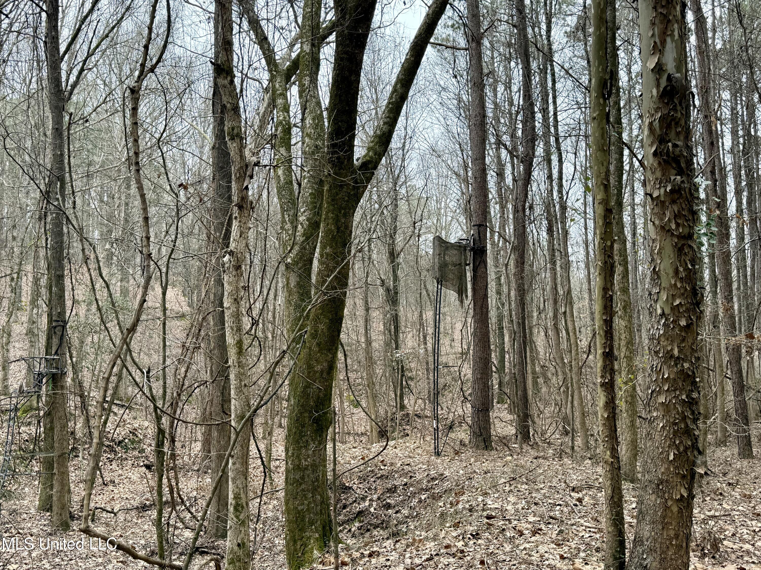Laws Hill Road Holly Springs, MS 38635 - Photo 8 of 24 IMG_0361
