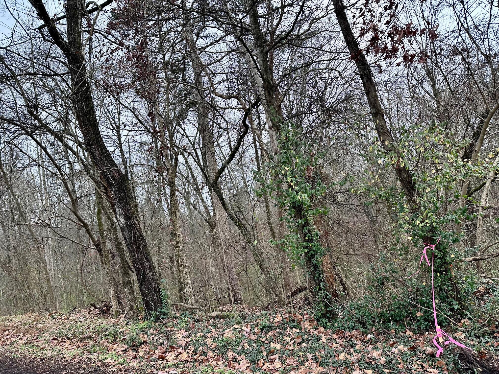 310 Brumlow Hollow Road Soddy Daisy, TN 37379 - Photo 3 of 5 IMG_1654 (1)