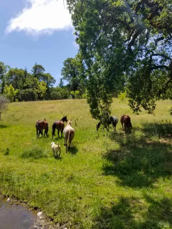 $1,495,000 | 5510-5500 Parducci Road, Ukiah, CA 95482