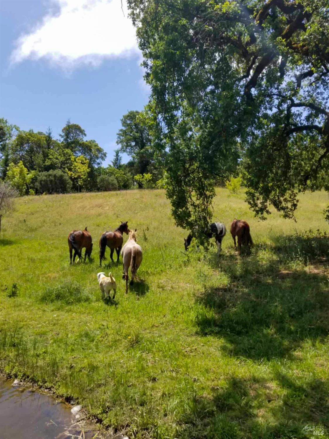 5510-5500 Parducci Road Ukiah, CA 95482 - Photo 86 of 91 picture from 2022