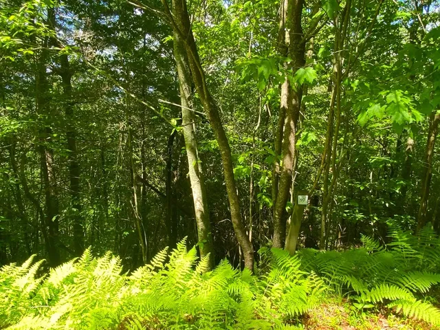 $9,900 | Lot 97 Choctaw Rdg Trail, Murphy, NC 28906