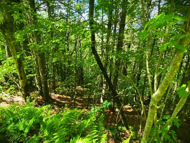 $9,900 | Lot 97 Choctaw Rdg Trail, Murphy, NC 28906