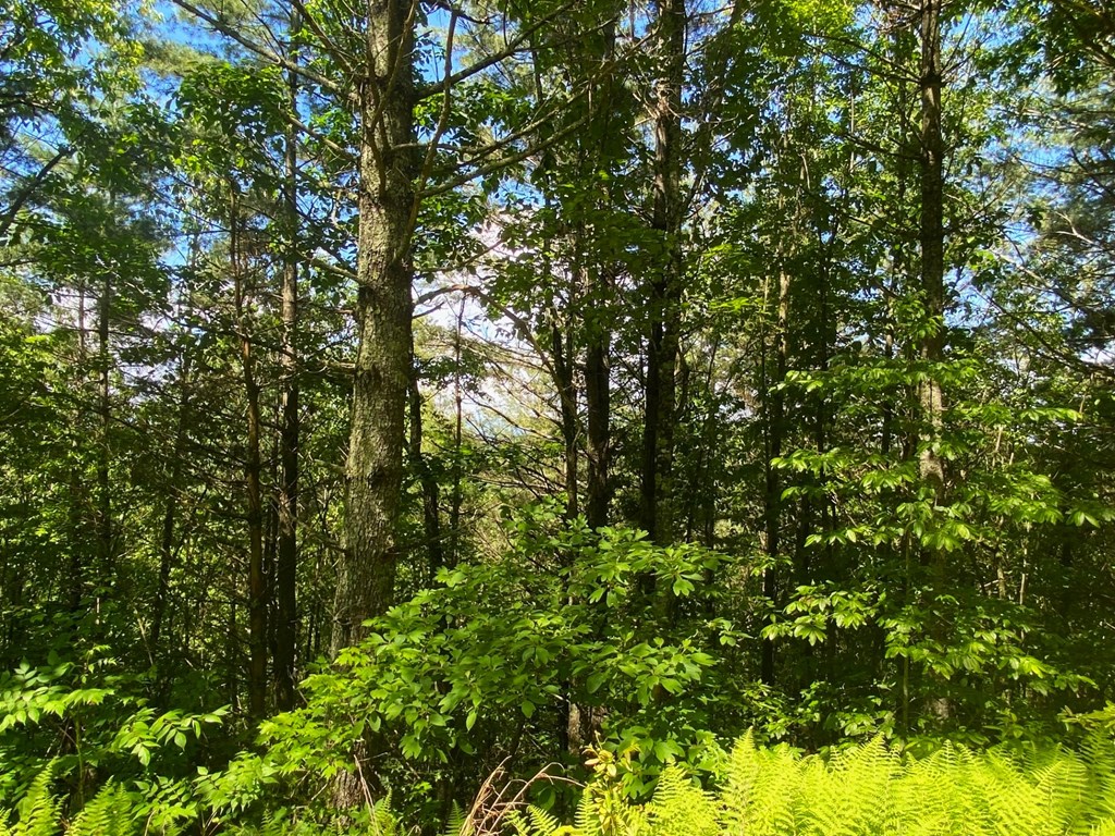 Lot 97 Choctaw Rdg Trail Murphy, NC 28906 - Photo 10 of 14