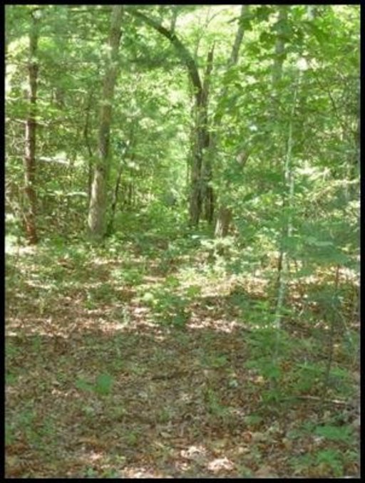 Briar Point Road Allardt, TN 38504 - Photo 3 of 10 Additional Photo