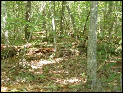 Briar Point Road Allardt, TN 38504 - Photo 4 of 10 Additional Photo