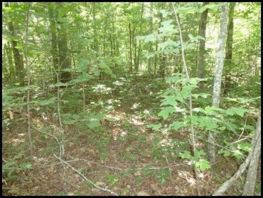Briar Point Road Allardt, TN 38504 - Photo 10 of 10 Additional Photo