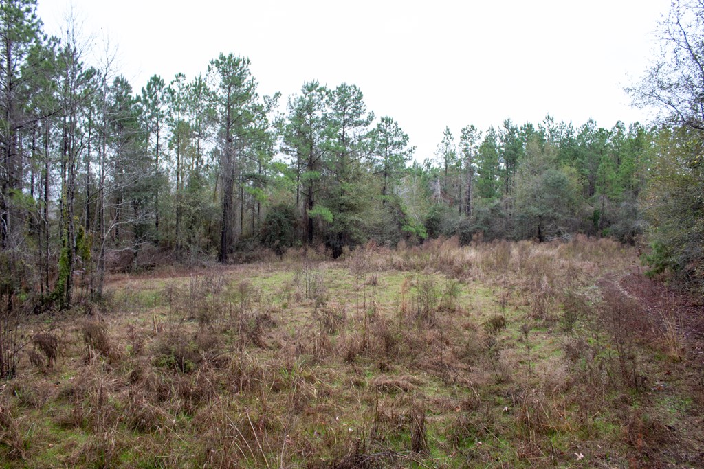 3 Pilgram Ch Road Gordon, AL 36343 - Photo 9 of 28 Gallery Image 9