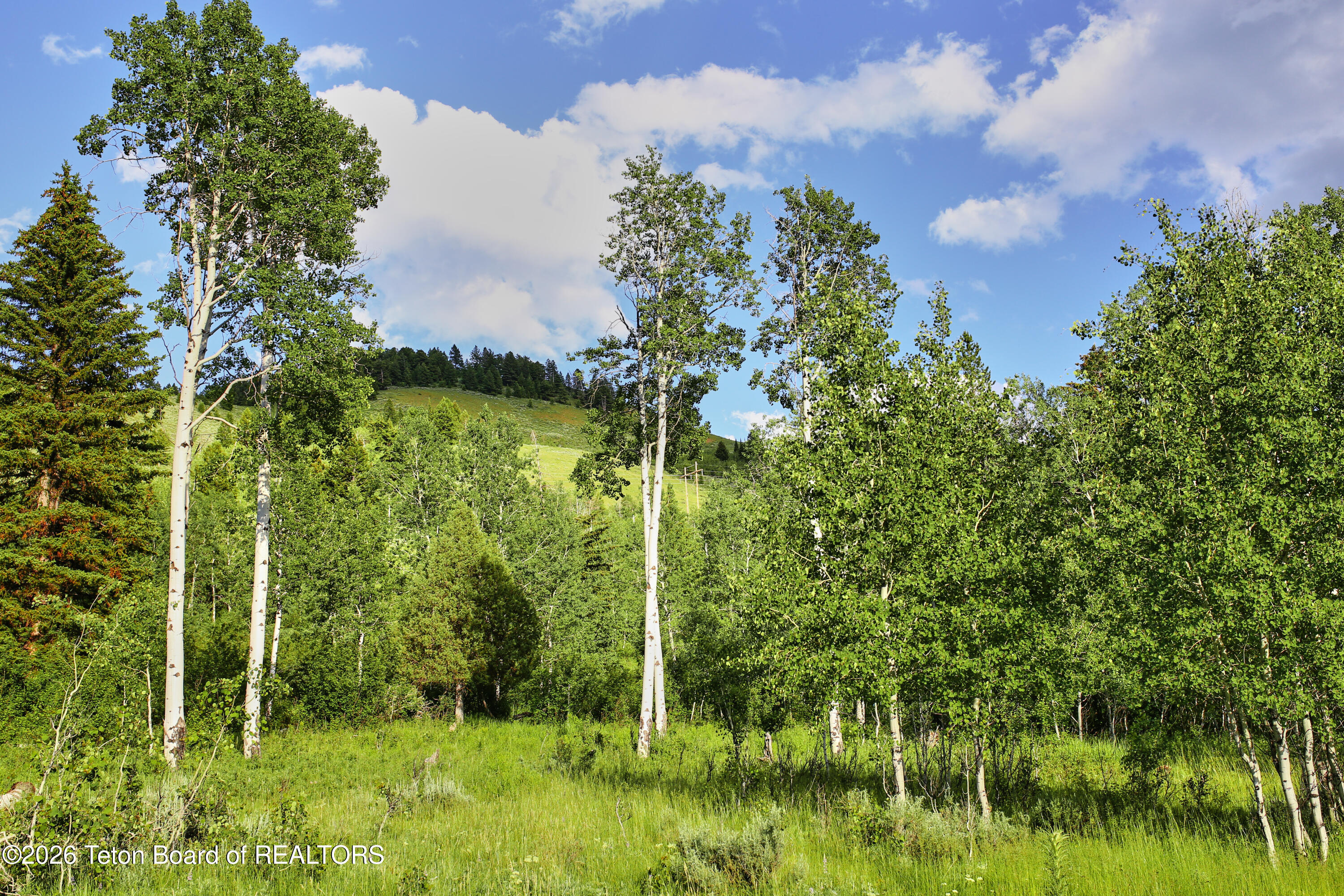 820 Elk Ridge Road Jackson, WY 83001 - Photo 3 of 22 Trees