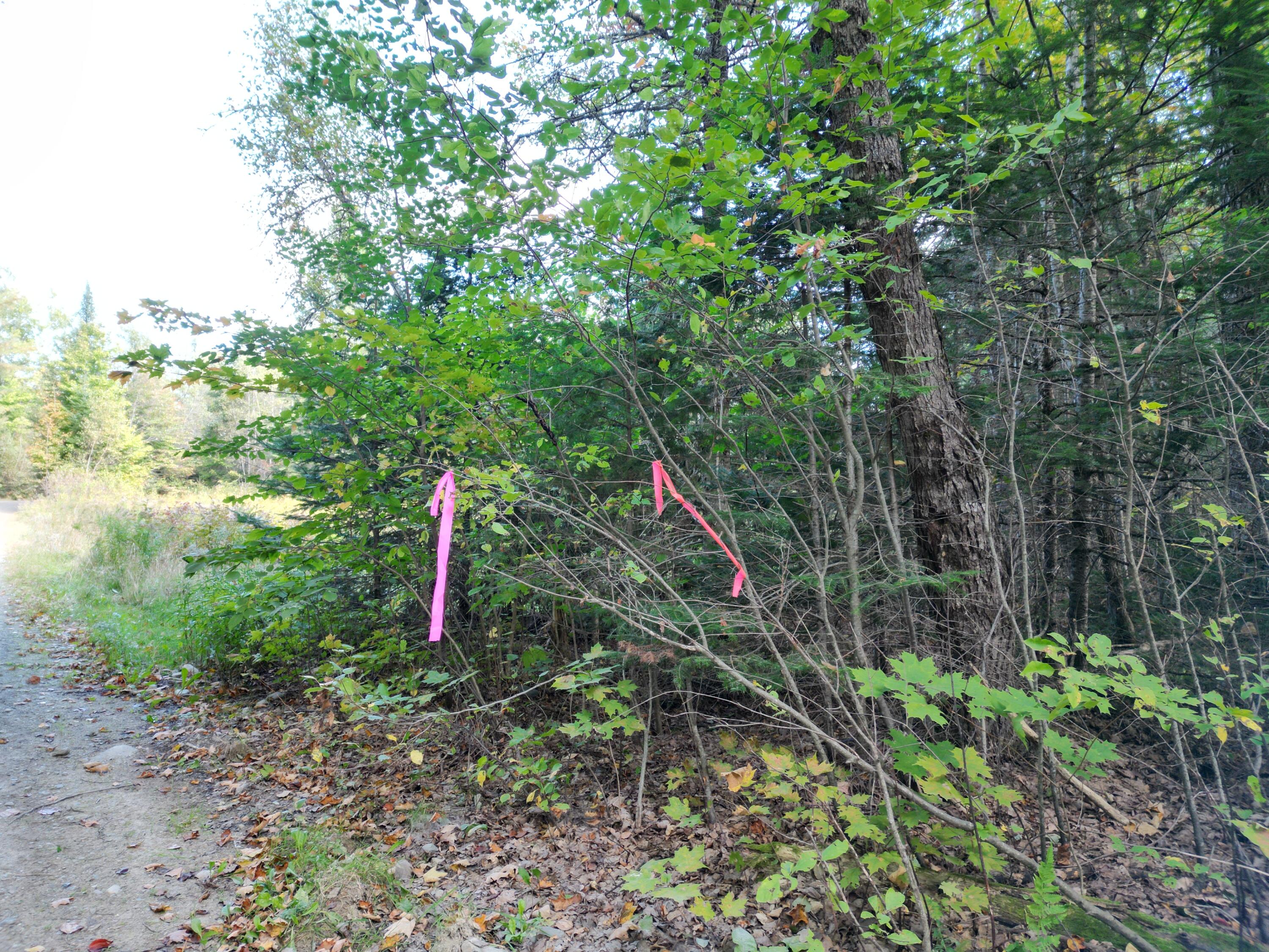 Lot 4 Town Line Road Springfield, ME 04487 - Photo 6 of 15 DJI_0986