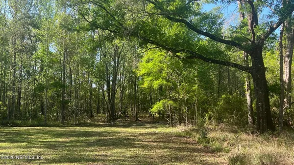 a view of a three large trees