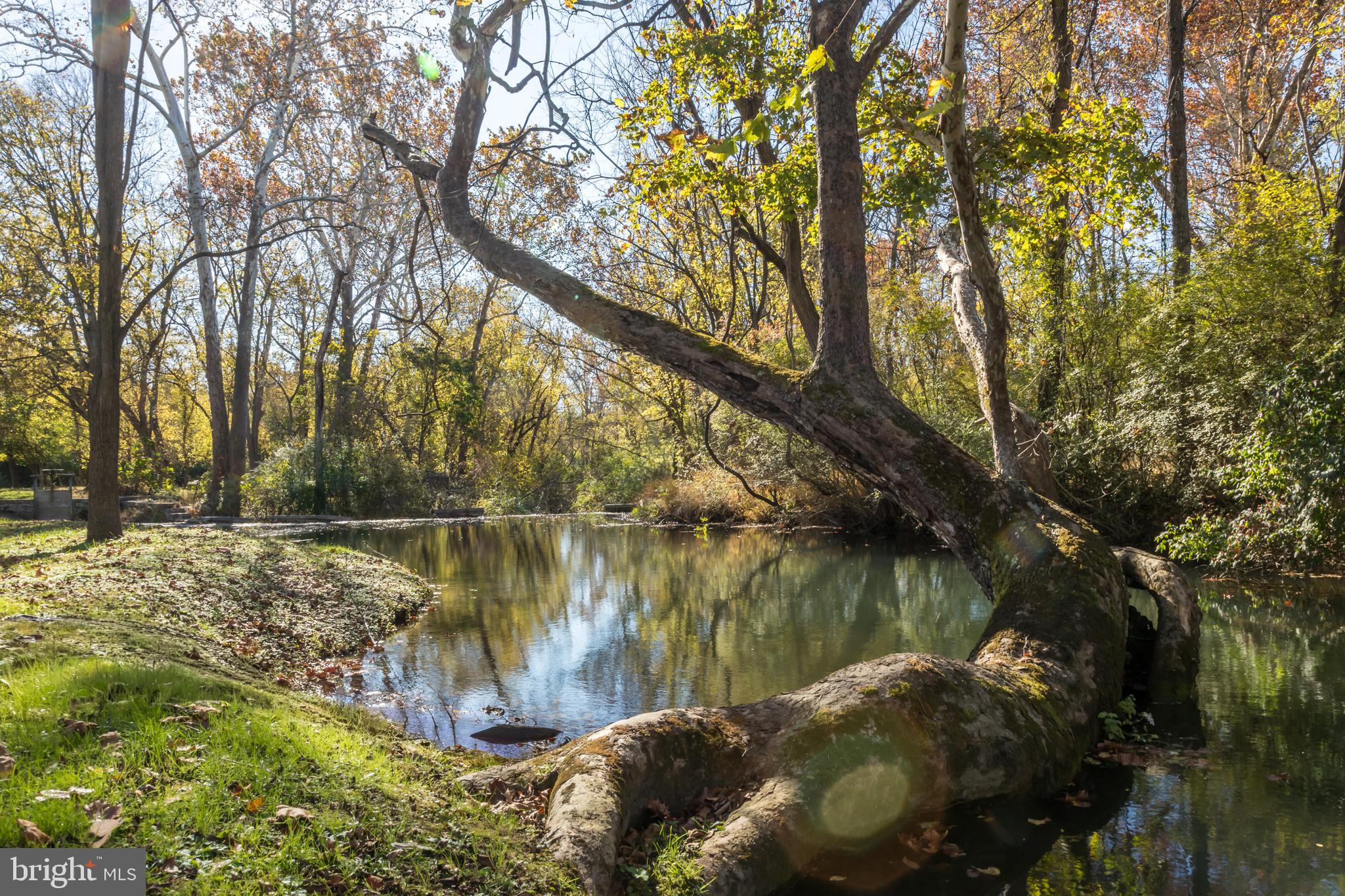1690 Millwood Road Boyce, VA 22620 - Photo 11 of 44 a view of a lake with a large tree