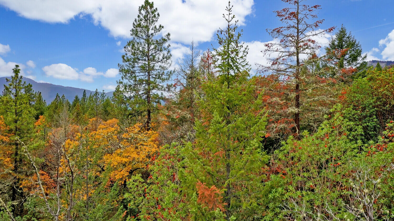 0 China Gulch Road Jacksonville, OR 97530 - Photo 11 of 13 01_01_CGR_1_mls