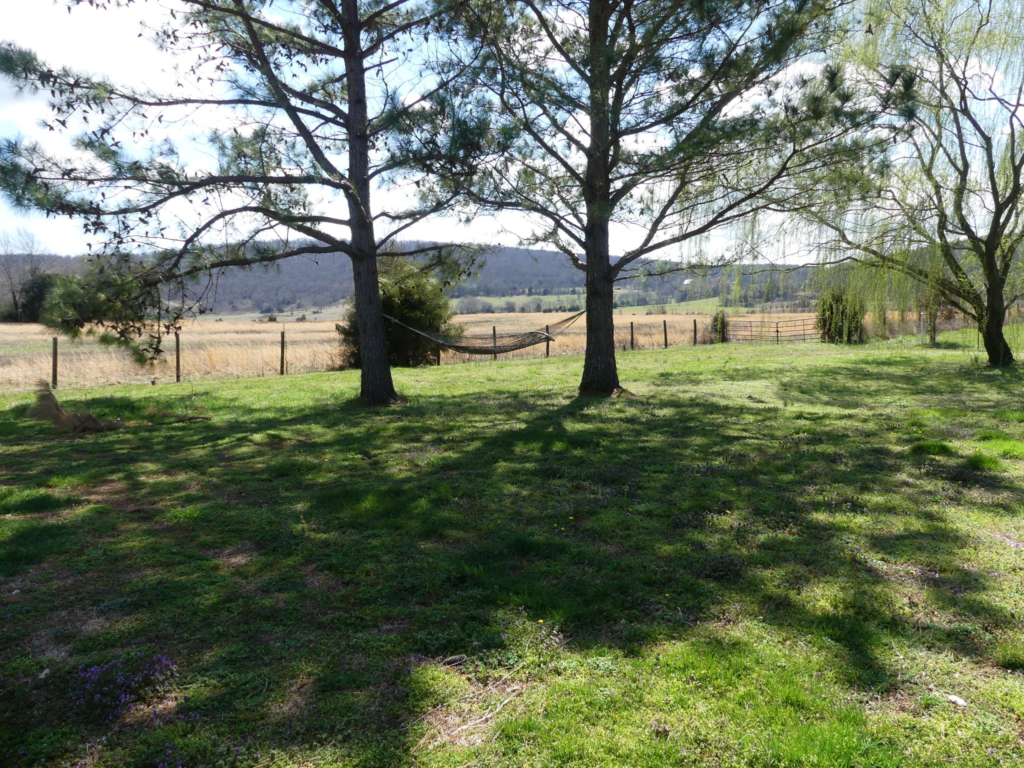 231 Mountain Road Elora, TN 37328 - Photo 8 of 32 a large tree in the garden in front of a house