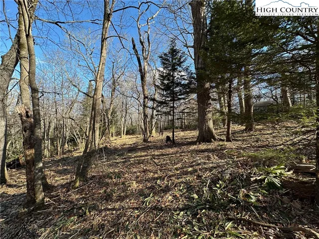 a view of a forest with trees