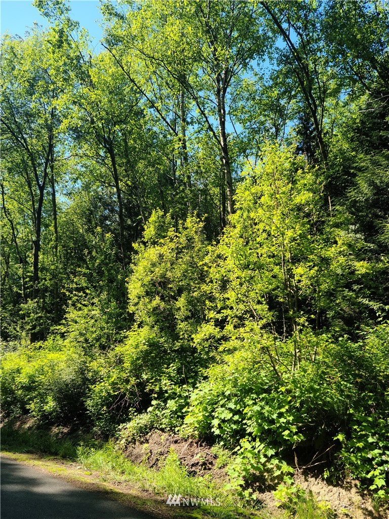 a view of a lush green forest